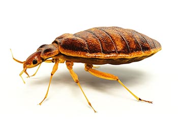 Cockroaches abu dhabi